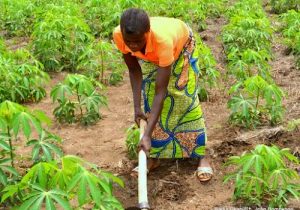 Agriculture-RDC-Radio-Okapi